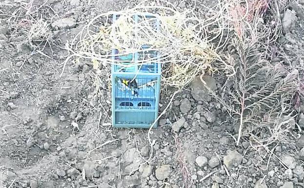 El Seprona sorprende a un hombre de 34 años cazando aves protegidas