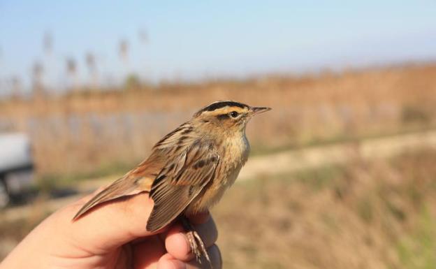 Global Nature propone un voluntariado ambiental en la Laguna de la Nava