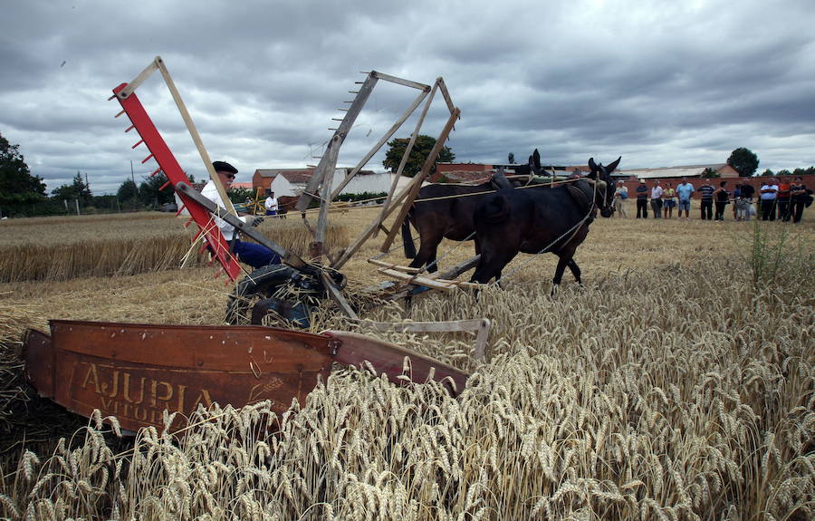 La figura del Cid Campeador protagonizará la Fiesta de la Trilla