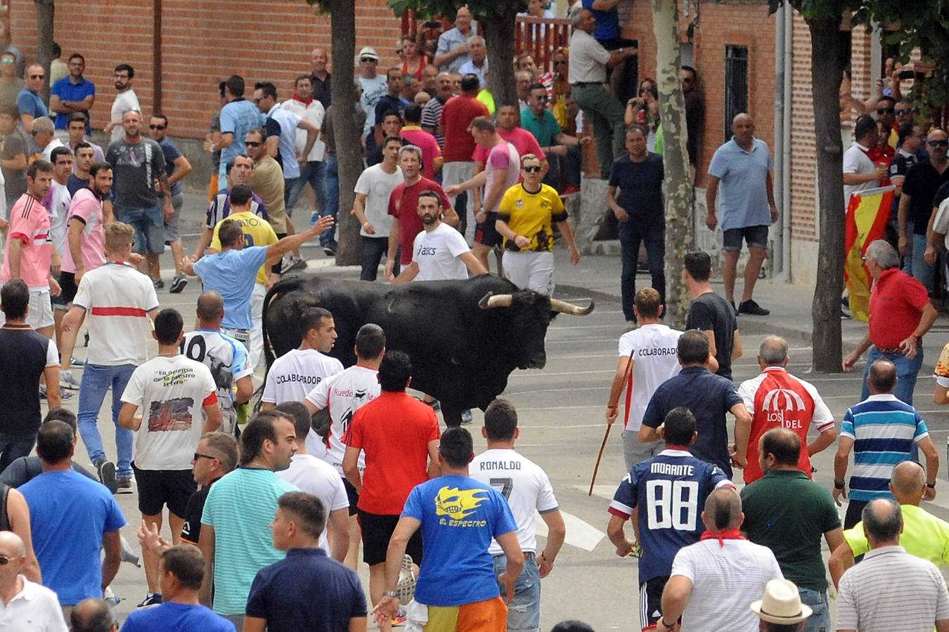 Toro del Verdejo en Rueda (Valladolid)