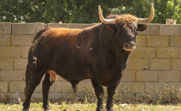 ‘Príncipe’, nuevo Toro de la Vega de Tordesillas