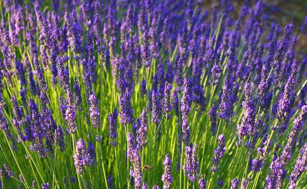 3 remedios naturales con acción sedante