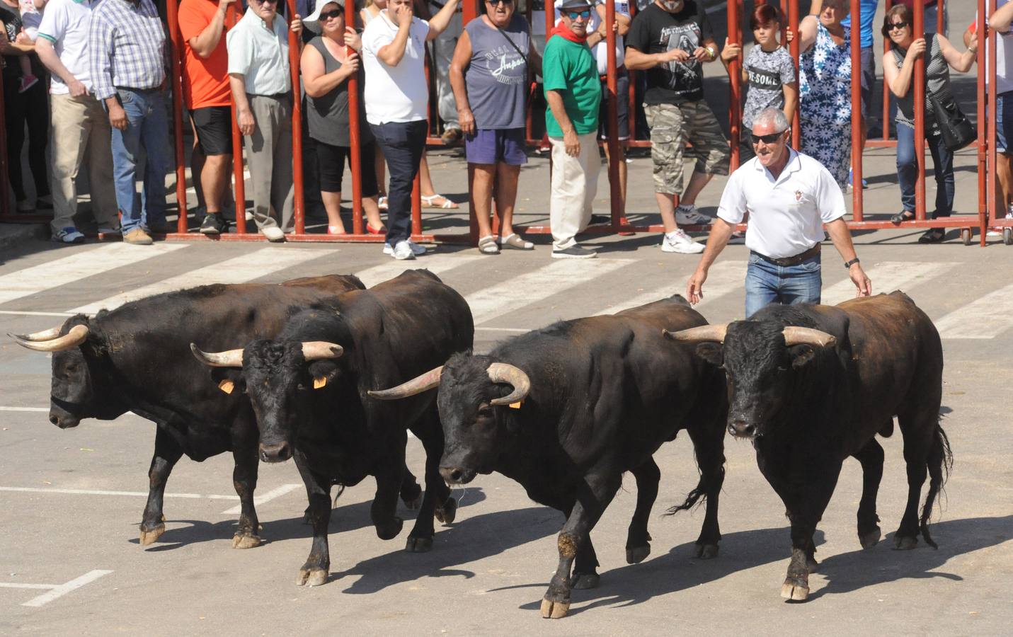 Último encierro de las fiestas de Rueda (Valladolid)