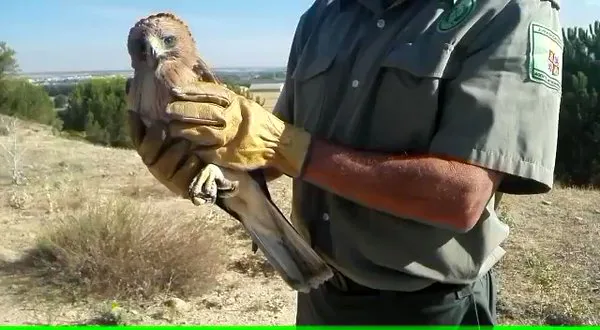 Agentes medioambientales rescatan a un águila en Fuentelisendo