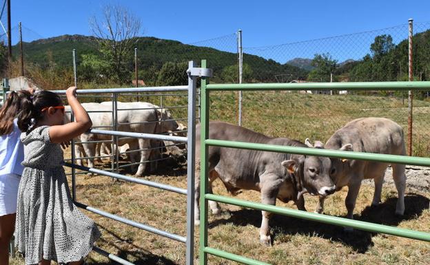Requisitos sanitarios limitan la presencia de ganado en la feria de La Pernía a terneros