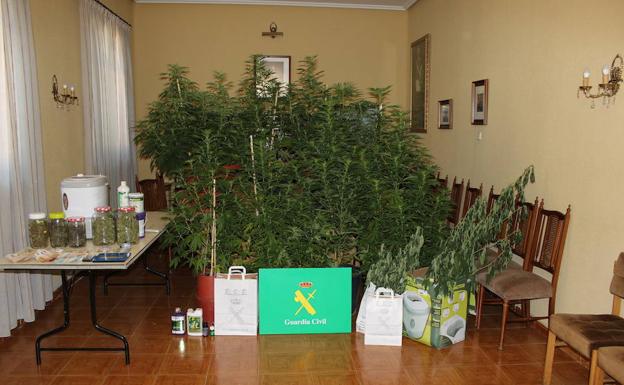 Detenidos tras alquilar una parcela como huerto ecológico y dedicarla a cultivar marihuana