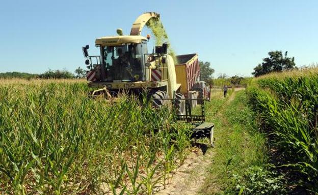 Agricultores del Bajo Duero recogen el maíz en verde para reducir pérdidas