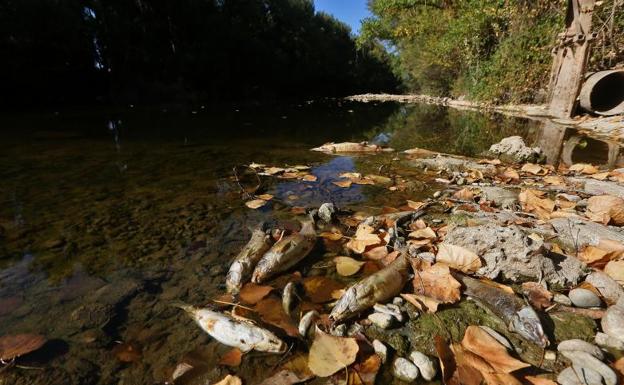 La sequía mata a cientos de peces en el Pisuerga