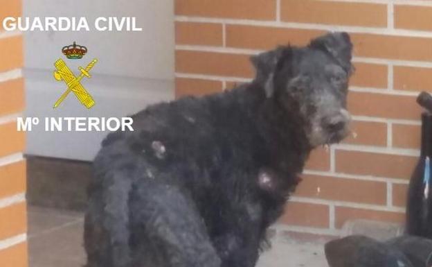 El Seprona investiga a una persona por maltrato y abandono de animales domésticos