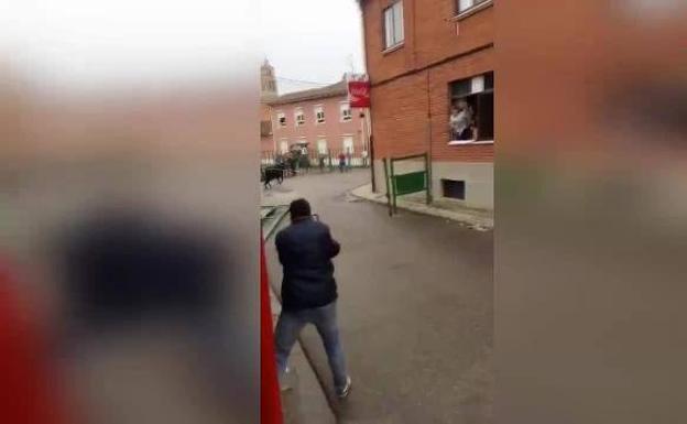 Un toro se lleva por delante una valla en Ataquines
