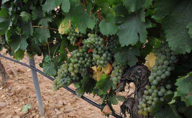La vendimia se beneficia de la lluvia de las últimas horas