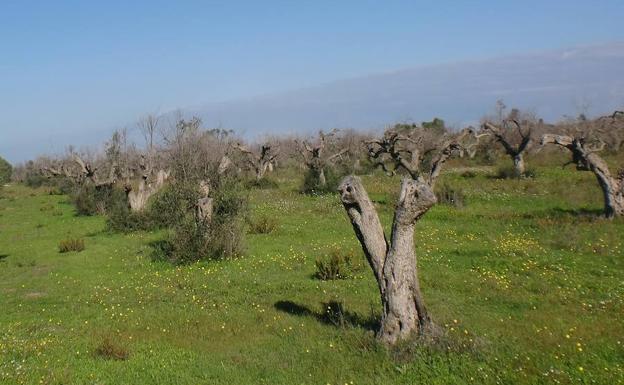 La Bacteria que Amenaza el olivo