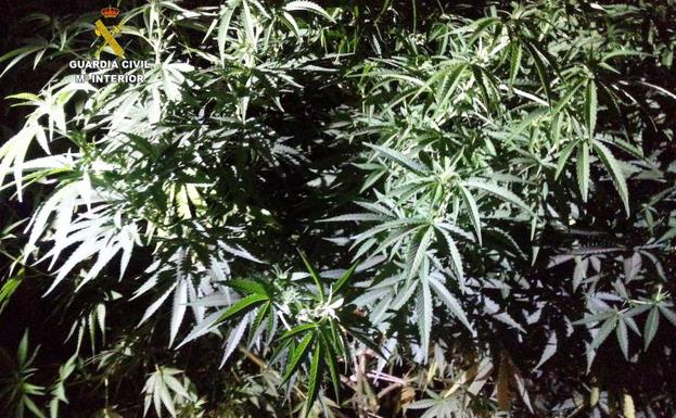 Dos detenidos por el cultivo de 45 plantas de marihuana en los municipios de La Robla y Sancedo