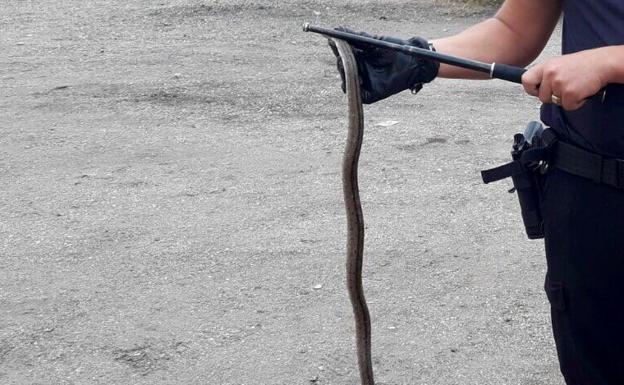 Una pequeña culebra se cuela en la red de agua de Valladolid