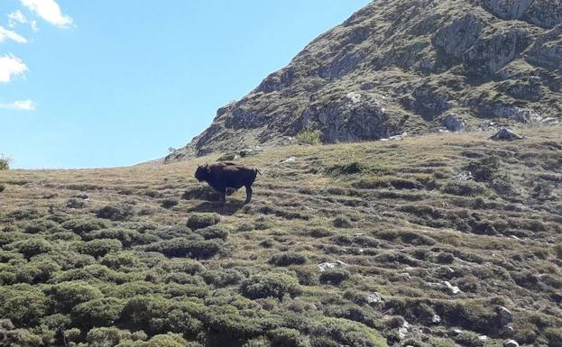 Un bisonte de paseo