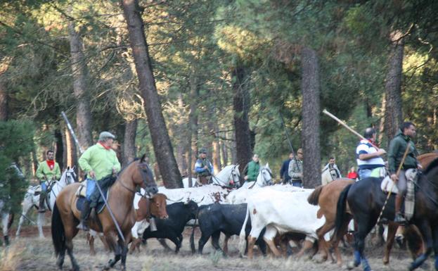 Cuéllar despide sus encierros con una carrera tranquila y sin complicaciones