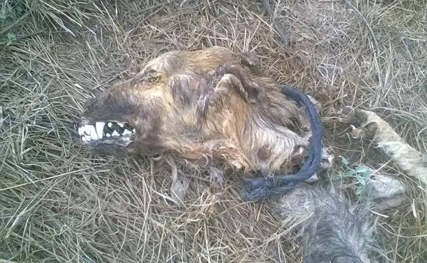 Hallan un galgo ahorcado en Santa Eufemia del Arroyo