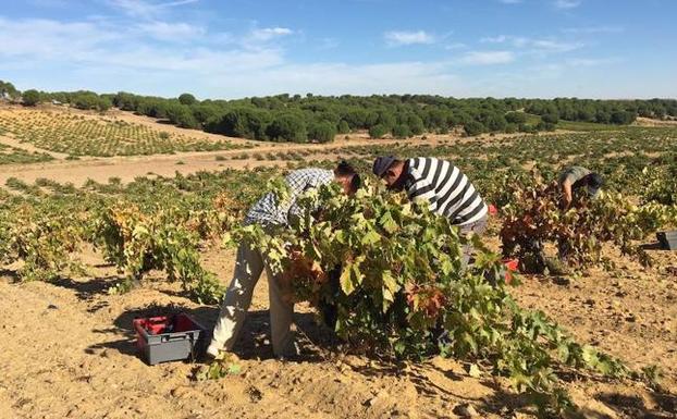 La DO Toro espera unos 20 millones de kilos de uva en un año marcado por la sequía