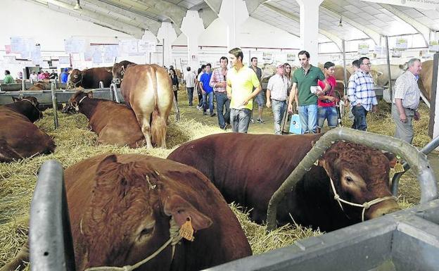 Ganemos aboga por transformar Salamaq con jornadas especiales y reducir sus gastos un 20%