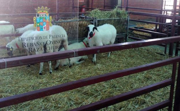 Ocho ovejas churras de la finca Tablares, en la feria de Salamanca