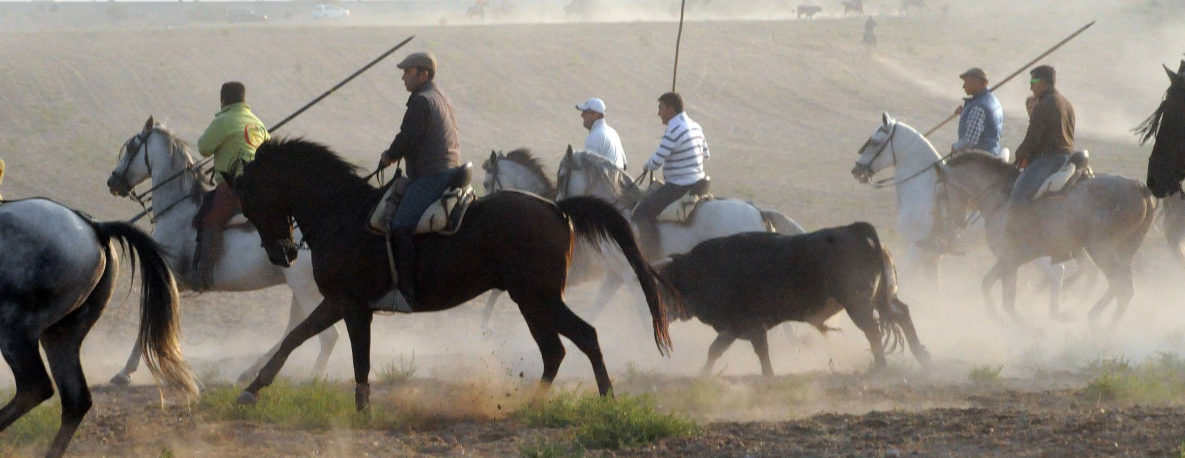 Último encierro de las fiestas de San Antolín de Medina del Campo
