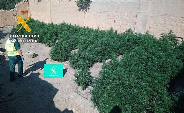 La Guardia Civil desmantela dos plantaciones de marihuana en La Ribera