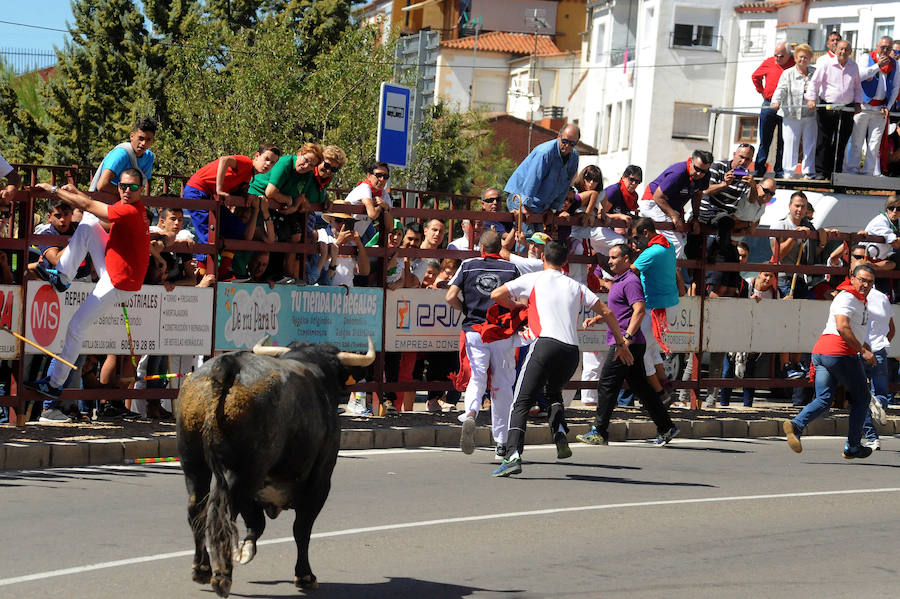 Toro del Cajón en Tordesillas
