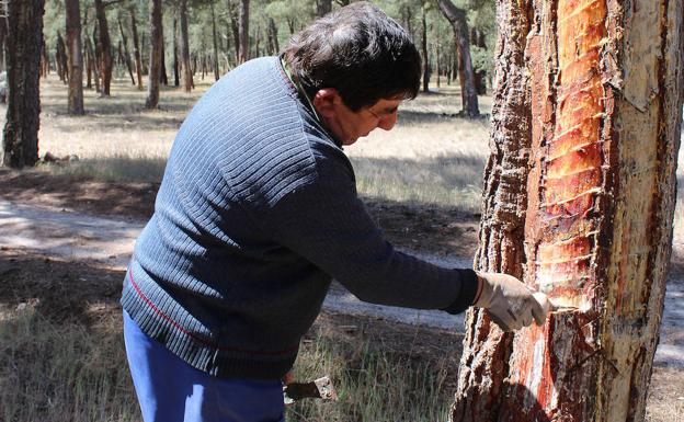 El renacer de la resina