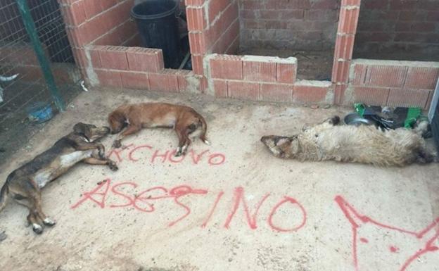 Matan en León a tres perros del último lancero del Toro de la Vega