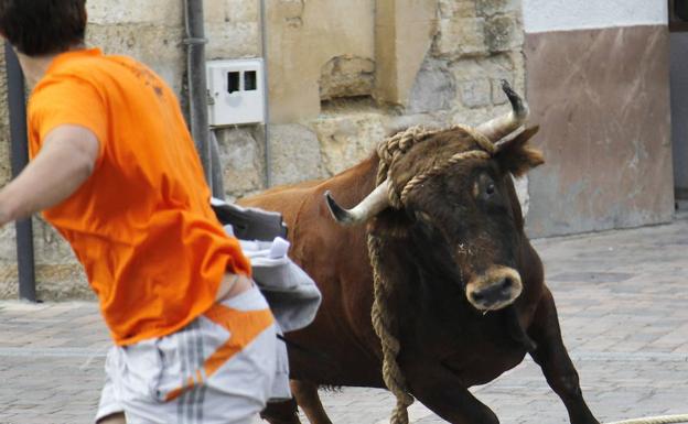 Los defensores de los animales tratan de impedir el toro enmaromado de Astudillo