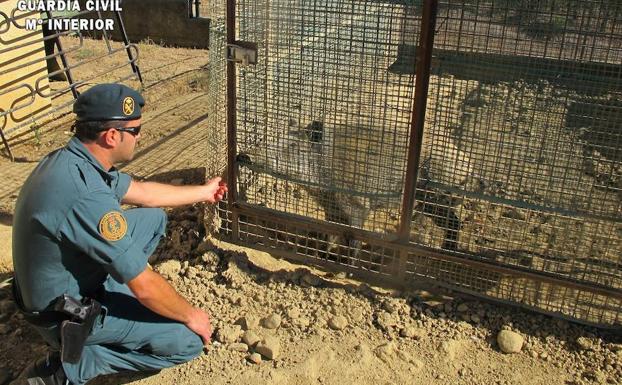 Detenido un vecino de Villaherreros por tener un jabalí en cautividad