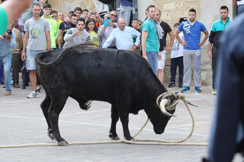 Astudillo disfruta un año más de su toro enmaromado