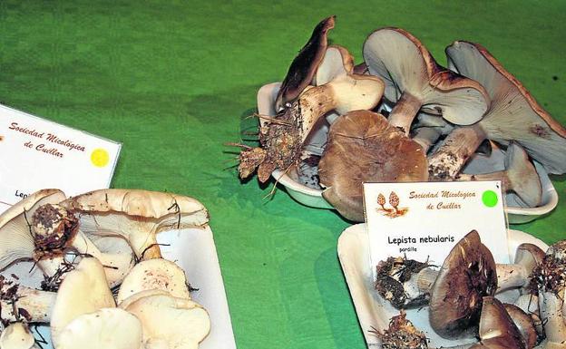 La Asociación Micológica y Botánica Ribera del Malucas organiza un nuevo curso de micología