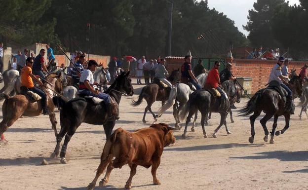 Solo dos novillos completan el primer encierro campero de las fiestas naveras