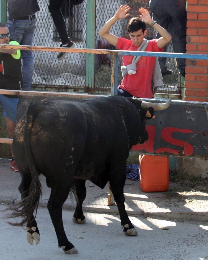 Encierro campero en las Fiestas de Nava de la Asunción