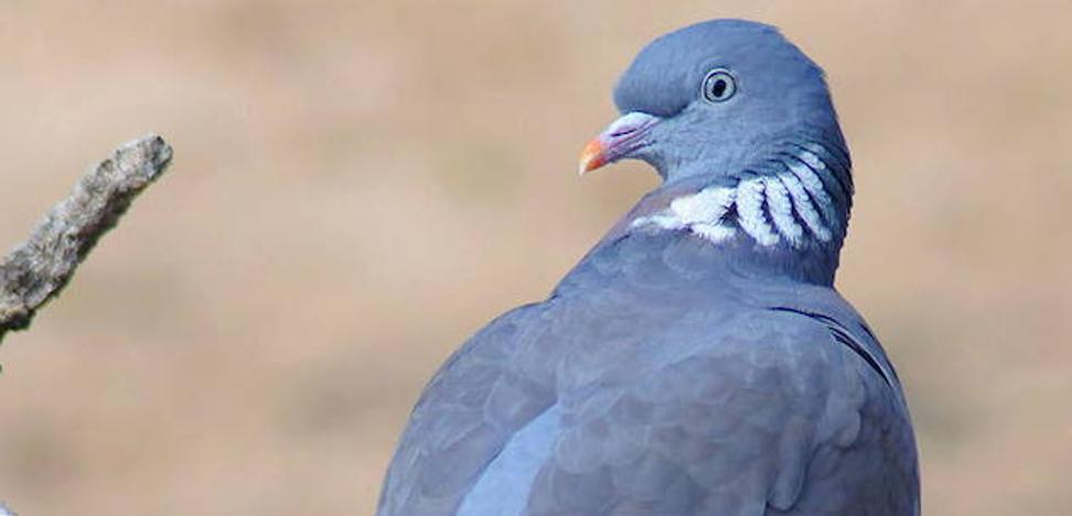 Me temo que ganarán las palomas