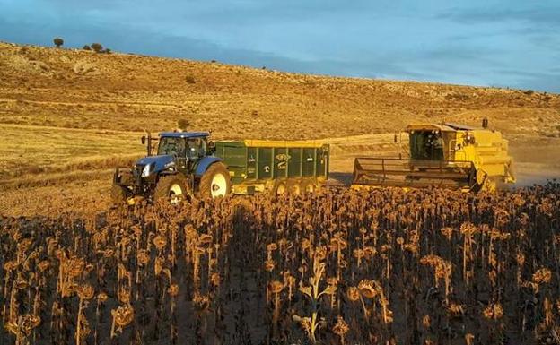 La cosecha de girasol arrancará en Soria a primeros de octubre si no caen antes fuertes heladas