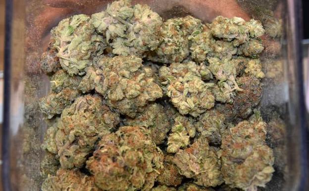 Desmantelada una plantación de marihuana en una localidad del Valle de Mena