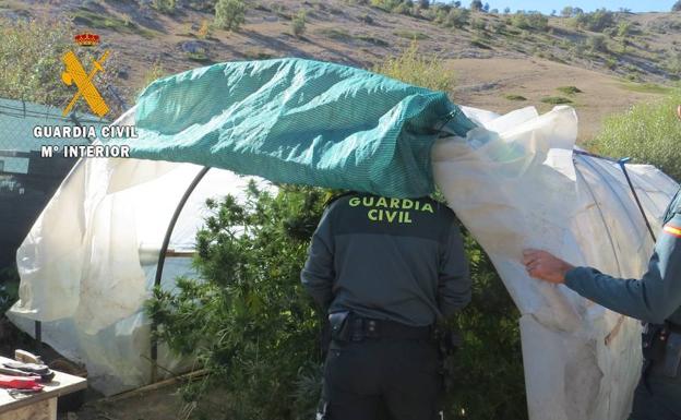 Intervenidas doce plantas de marihuana en Frechilla y Las Heras de la Peña