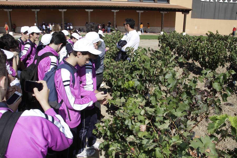 Entrega de premios de la II edición del concurso 'Mi Primera Vendimia'