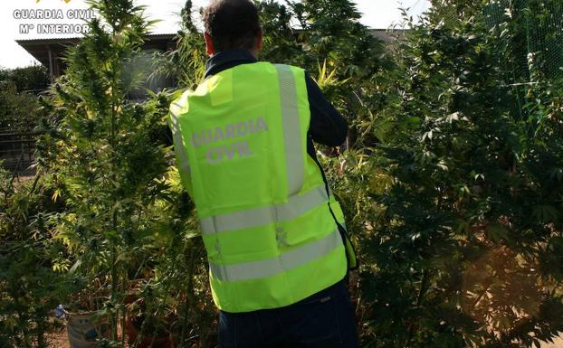 Intervenidas 106 plantas de marihuana en cuatro pueblos