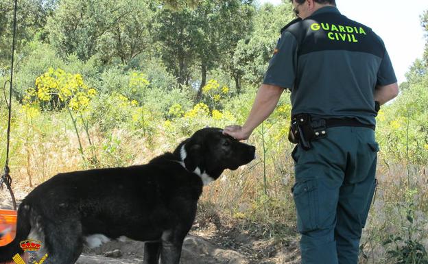 Condenado un vecino de Turégano por ahorcar a su perro