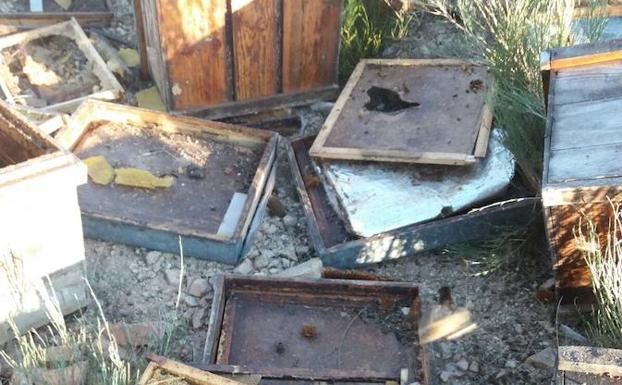 Más de cien ataques de oso a colmenares en Palencia