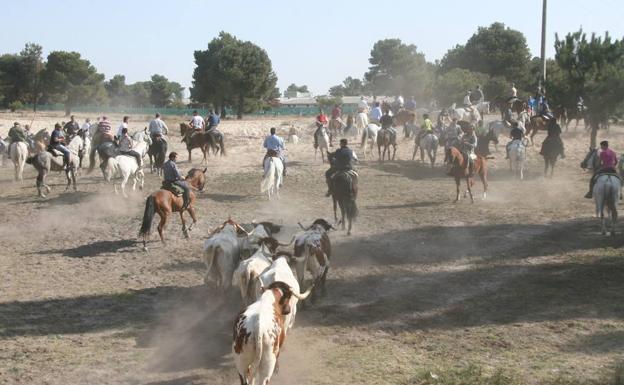 Amigos del Caballo cierra la temporada de encierros con una suelta de bueyes