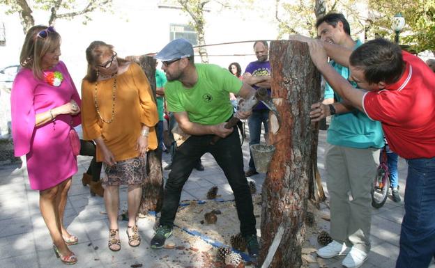 El sector resinero cerrará en un mes una «buena campaña» pese a la sequía