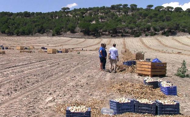 Detenidos por duplicar altas en la Seguridad Social para temporeros sin papeles