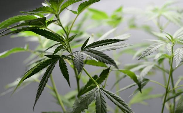 Perú aprueba el uso medicinal de la marihuana