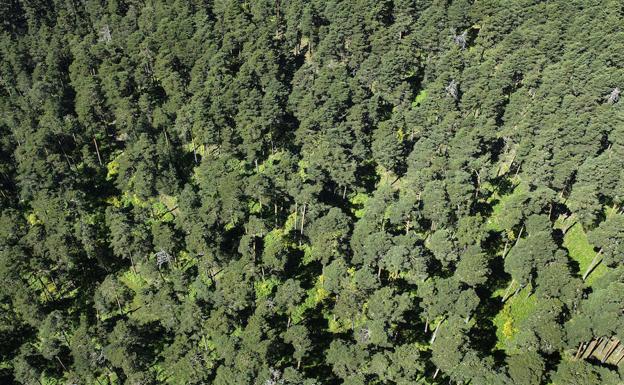 Los Montes de Valsaín serán un laboratorio sobre el cambio climático