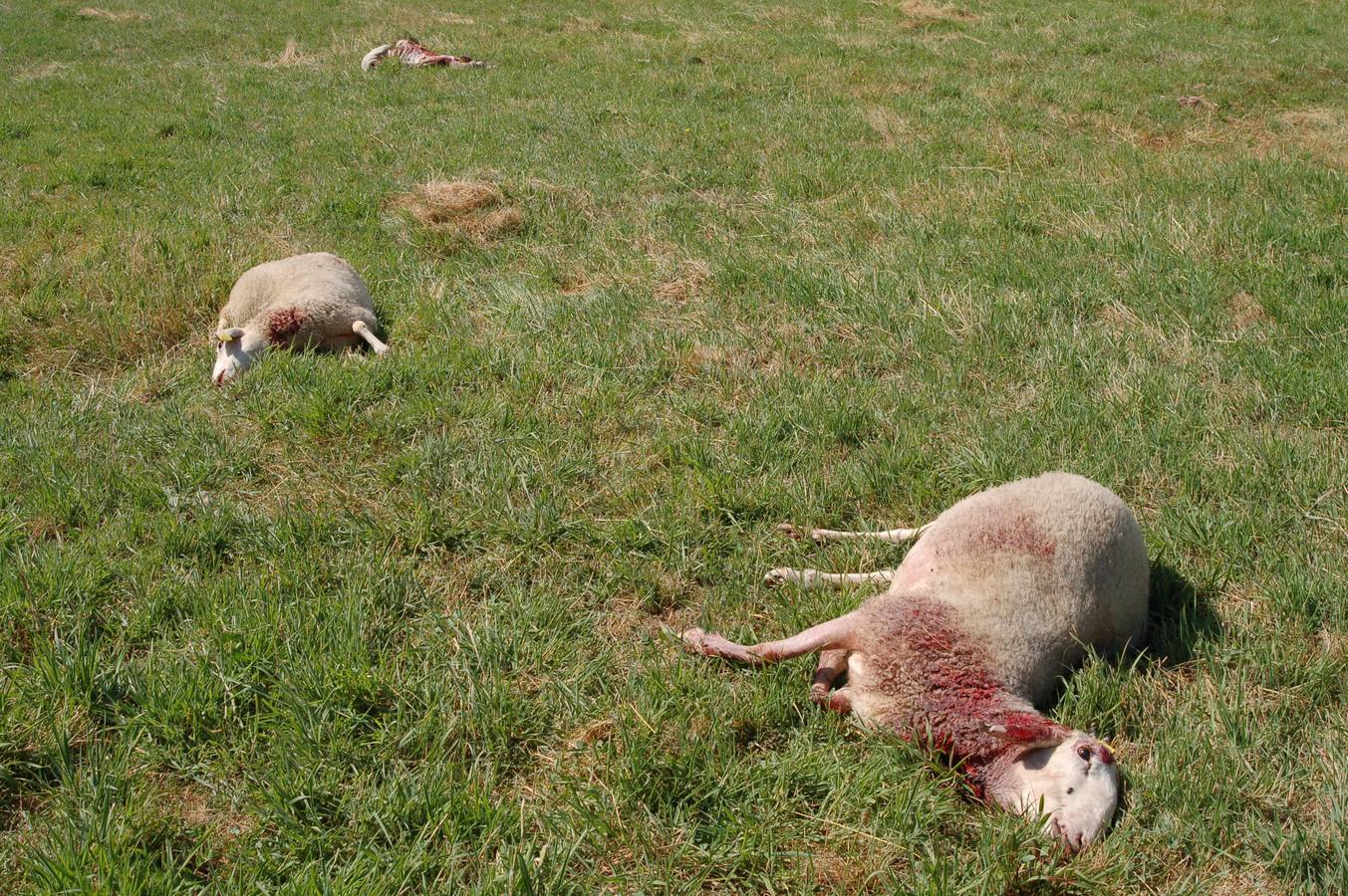 El ataque de un lobo deja once ovejas muertas en Ahigal de los Aceiteros