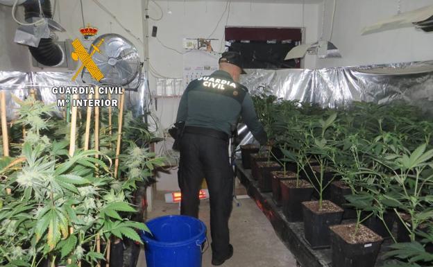 La Guardia Civil desarticula una importante plantación de marihuana en Cantagallo